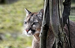 美洲狮,猫科动物,野生