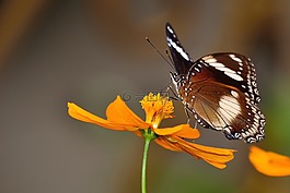 蝴蝶,特写,宏摄影