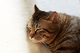 猫咪,她熟睡的脸,动物
