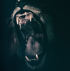 狮子,牙齿,轰鸣声