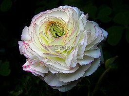 花,白,洁白的花朵