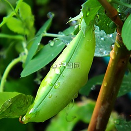 豆類,綠色,植物