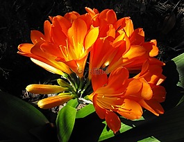 纳塔尔莉莉,花,开花