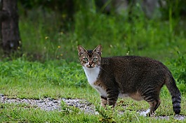 动物,公园,步行