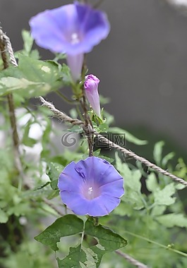 牵牛花,鲜花,绿幕