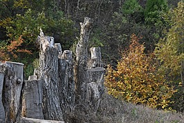 枯树,荒野,黄叶