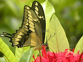 蝴蝶,马里波萨,弗洛尔