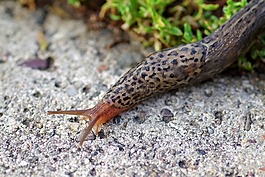 蜗牛,lusitan,光秃