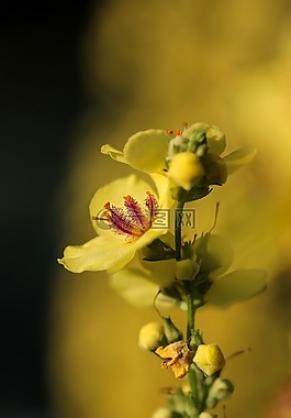 花卉,黄色花,毛蕊花