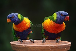 彩虹澳洲鹦鹉,鹦鹉,澳大利亚