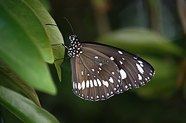 蝴蝶,翅膀,昆虫
