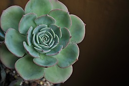 鲜花,一种肉质植物,肉质 在这