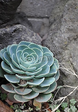 鲜花,一种肉质植物,肉质 在这