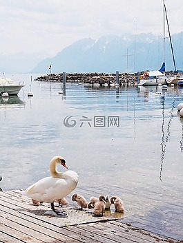 日内瓦,湖,瑞士