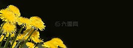 蒲公英,黄色,黄色花