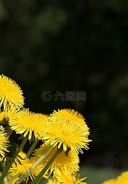 蒲公英,黄色,黄色花