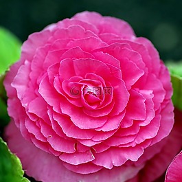 秋海棠,牡丹,花