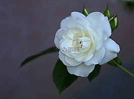 玫瑰,白,明确