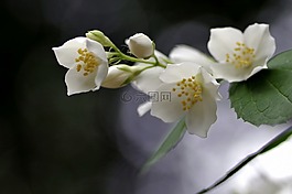 花,茉莉花,比尔