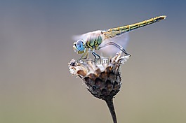 早期的健康蜻蜓,蜻蜓,宏