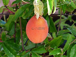 日本 wollmispel,水果,橘红色