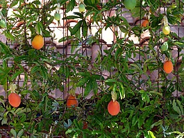 日本枸杞子的羊毛,水果,橘红色