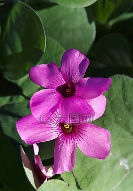 菲奥雷,natura,fiore罗莎