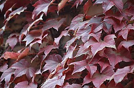 美国人的生命,叶子,爬行者