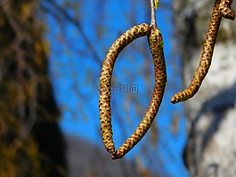 杨柳,垂柳,植物区系