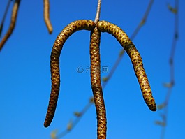杨柳,垂柳,植物区系