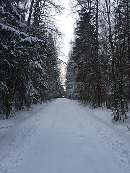 冬季,冬季道路,树木