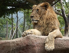 狮子,safari浏览器,船尾