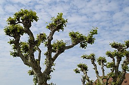 平面树,树,部落