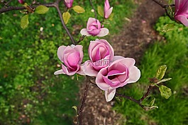 白玉兰,花,木兰