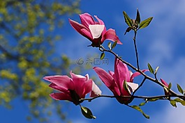 白玉兰,花,木兰
