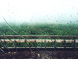 雨,窗外,树林