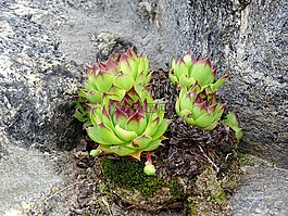 花,岩,绿色