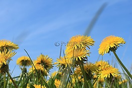 蒲公英,ruderalia,蒲公英教派 ruderalia