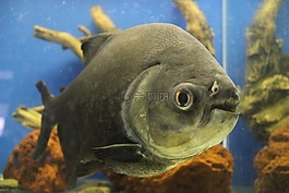 食人鱼,掠食性鱼类,水族馆