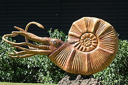 鹦鹉螺,化石,恐龙