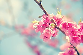 樱花,花,日本樱花