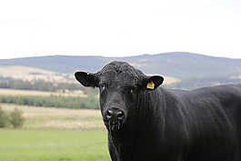 牛肉,公牛,安格斯