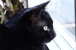 猫,猫眼石,黑猫