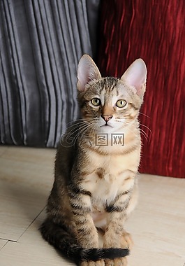 動物,貓,坐