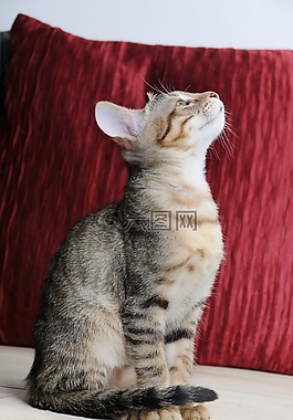 動物,貓,坐