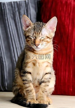 動物,貓,坐