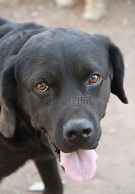 狗,黑狗,家畜