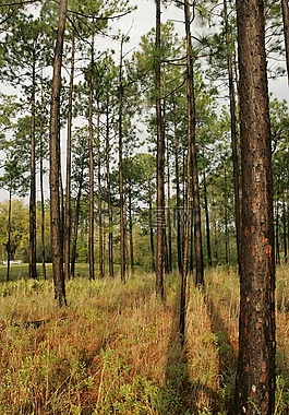 稀树草原,松,湿