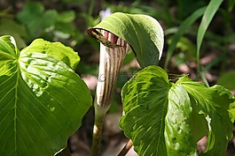 jack in the pulpit,花,春
