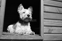 狗,犬舍,动物